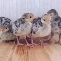 جوجه بوقلمون برنز سینه پهن ۵، ۱۰ و ۱۵ روزه