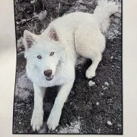 سگ گمشده ساموعد