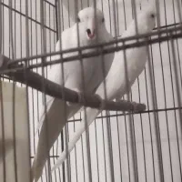 دو عدد ماده البینو|پرنده|قم, شهرک امام حسن|دیوار