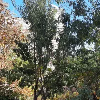 ا شراکت در بهره برداری باغ در بناب|استخدام مالی، حسابداری، حقوقی|بناب, |دیوار