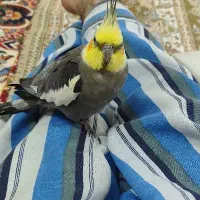 عروس هلندی