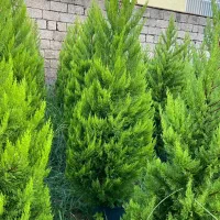 فروش لاوسون گلدانهای 12ونیمه|گل و گیاه طبیعی|چابکسر, |دیوار