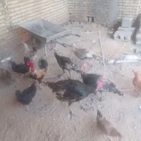 رامشیر|حیوانات مزرعه|رامشیر, |دیوار