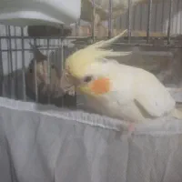 عروس هلندی|پرنده|رشت, تازه آباد|دیوار