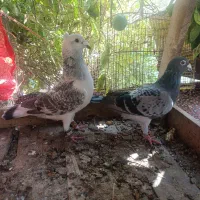 کبوتر