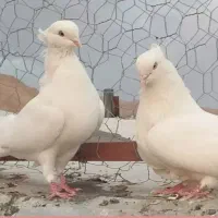 کبوتر سفید کاکولی