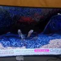 تلویزیون سامسونگ 49 اینچ