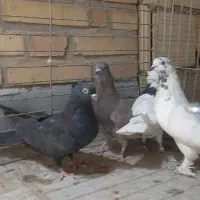 کفتر