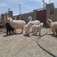 سه عدد میش زائیده