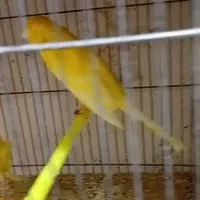 رسمی بلند ماده
