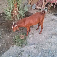 چپشت فروشی