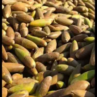 فروش بلوط کیلویی ۱۰۰۰۰