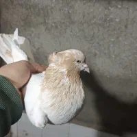 کبوتر|پرنده|اردبیل, |دیوار