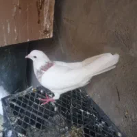 کبوتر خوب|پرنده|خورموج, |دیوار