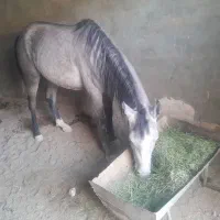 فروش اسب کرد خالص