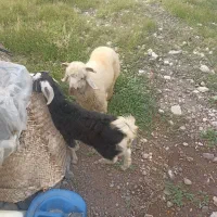 بره با دوتا کهره