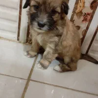 توله سگ|سگ|بروجرد, |دیوار