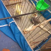 یه جفت عروس هلندی عروسک و خونگی