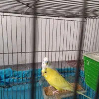 دوتا مرغ عشق باقفس|پرنده|دینور, |دیوار