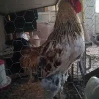 خروس جوان کاملا آماده