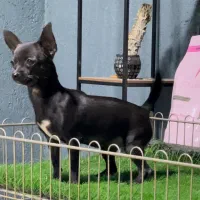 شیواوا اپل هد فوق ریز سایز