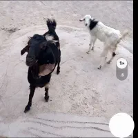 بزغاله حامله