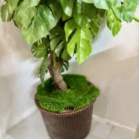 درختچه برگ انجیر