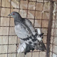 کبوترچاهی و برجی