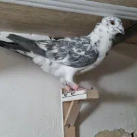 کفتر بزک نر آلمانی کاکل
