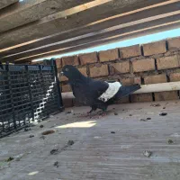 کبوتر|پرنده|بهبهان, |دیوار