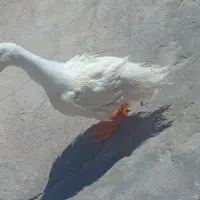 حیوان