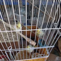 عروس هلندی|پرنده|اصفهان, مفتح|دیوار