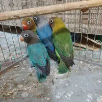 طوطی برزیلی