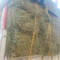 پرس یونجه|خدمات باغبانی و درختکاری|یزد, |دیوار