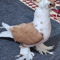 کبوتر ساری ابلاغ