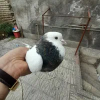 نر طوقی همدانی