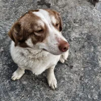 سگ پیدا سده