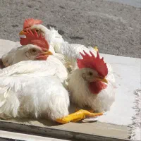 دو تا خروس ویک مرغ
