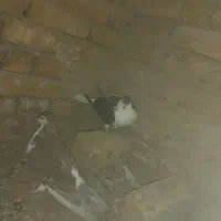 کفتر ساده