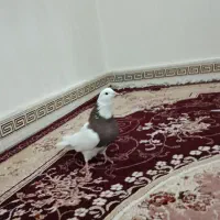 طوقی سرخ نر درشت مست مست