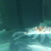 ماهی کوی تری کالرسوپرباله