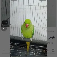 طوطی ملنگوی دوساله فروش فوری|پرنده|اردبیل, |دیوار