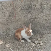 خرگوش