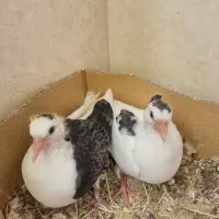 دو عدد کبوتر سفید