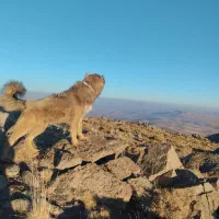 واگذاری سگ|سگ|بستان آباد, |دیوار