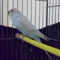 مرغ عشق ها همه سالم وسرحال جفت ۵۰۰|پرنده|قشم, |دیوار