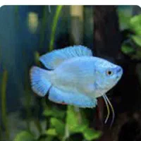 ماهی گورامی دارف رد و بلو کلکسیونی نمایشی گرید ++A|ماهی|اراک, |دیوار