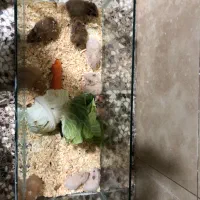 همستر ،خرگوش