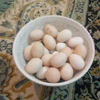 تخم مرغ افغان ولاری