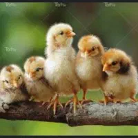 تکنسین مرغداری